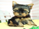 teacup yorkie